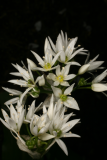 Allium ursinum RCP4-08 143.jpg